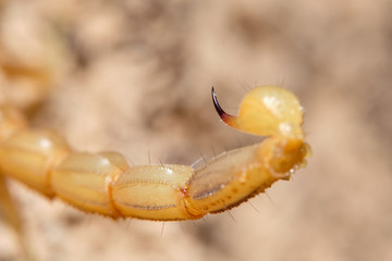 A yellow scorpion, Buthus occitanus. Natural enviroment. Granada, Spain. Macro photography