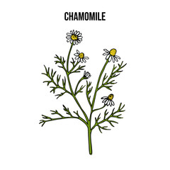 Chamomile or camomile Matricaria chamomilla , medicinal plant
