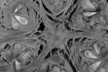 Pumpkin cut in half with the texture of pulp. Pumpkin slices background closeup, top view. Black and white