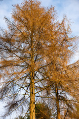 Fichtensterben im Münsterland