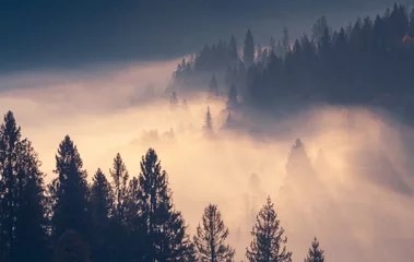Foto auf Acrylglas Wald im Nebel Fichtenbäume durch den Morgennebel in Lichtstrahlen auf der Bergspitze bei herbstlichem nebligen Sonnenaufgang.