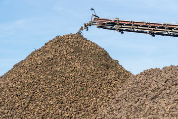 Crane conveyor of combine harvester unloading sugar beet. Agricultural equipment