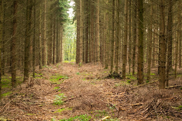 Fichtensterben im Münsterland