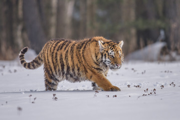 Fototapeta na wymiar Siberian Tiger running in snow. Beautiful, dynamic and powerful photo of this majestic animal. Set in environment typical for this amazing animal. Birches and meadows