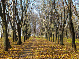 Alley in the city park covered with leaves.