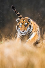 Siberian Tiger running in snow. Beautiful, dynamic and powerful photo of this majestic animal. Set in environment typical for this amazing animal. Birches and meadows
