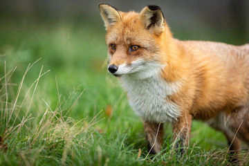 Portrait of a  Red fox in the forest during the autumn