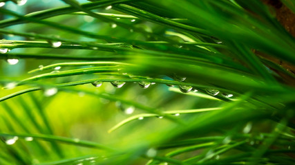water drops on green leaf иголки кедра