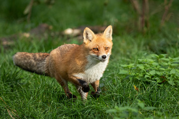 Red fox running in the forest during the autumn