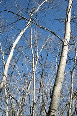 Winter forest in Spain.
