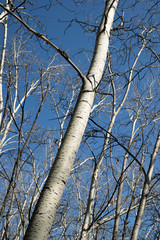 Winter forest in Spain.