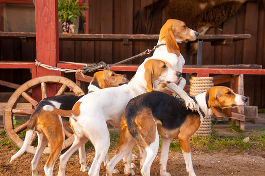 Foxhounds ( beagles) on leads waiting for parforce hunting during sunny day in autumn. Concepts: impatient, british breed, outdoor, beautiful