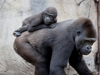 the gorrilla from africa