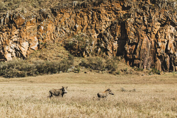 Fototapeta na wymiar Couple of common warthog in savanna on safari in Kenya national park. Harmony in nature. Wild animals in grassland.