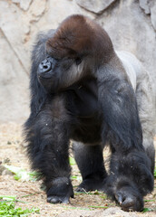 the gorrilla from africa