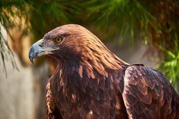 Golden Eagle Portrait. Wild animal.