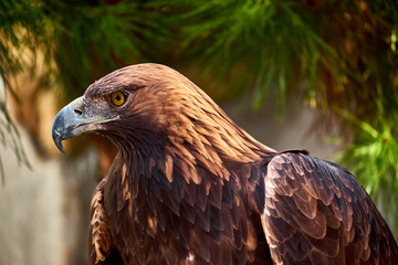 Golden Eagle Portrait. Wild animal.