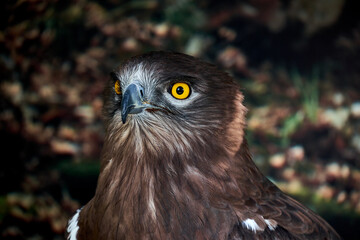 Snake Eagle Portrait. Wild animal