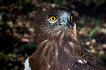 Snake Eagle Portrait. Wild animal