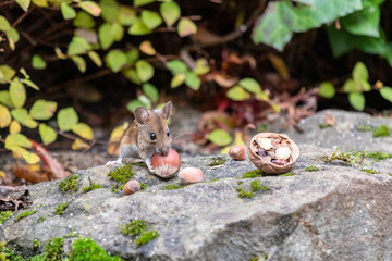 Waldmaus Apodemus sylvaticus beim Nussklau