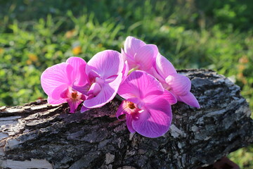 the relaxing tranquility of orchids in nature and sunlight