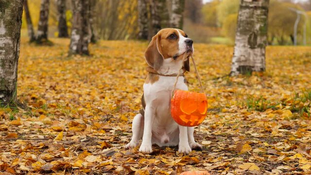 Unhappy dog sit and hold pumpkin lantern in jaws, look around. Sad eyes of adorable beagle, begging for treat. Fallen leaves lie all around on the ground, lovely autumn time