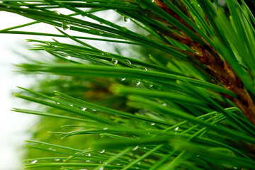 water drops on green leaf иголки кедра