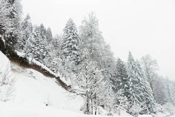 Pine trees and snow