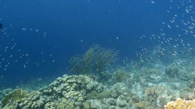 Seascape of coral reef in the Caribbean Sea around Curacao with coral and sponge