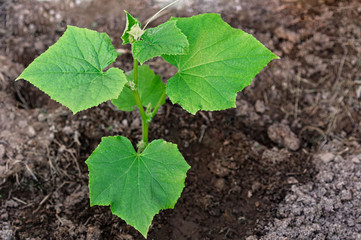 One young seedling of a cucumber in an ecological garden. Seedlings grown on the window. Organic food concept.