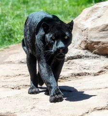 Zelfklevend Fotobehang black panther also known as jaguar © markrhiggins