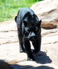 Foto op Plexiglas black panther also known as jaguar © markrhiggins