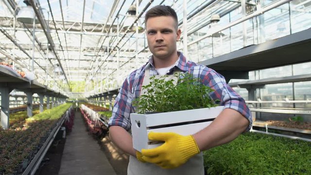 Young farmer holding seedlings box in greenhouse, startup business development