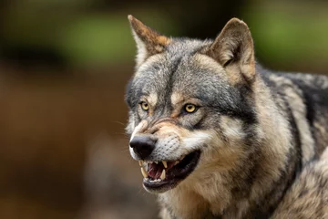 Zelfklevend Fotobehang Grijze wolf boos in het bos © AB Photography