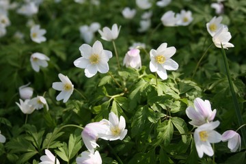 white flowers in garden