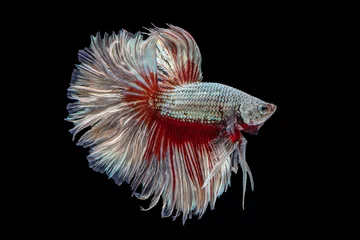 Fotobehang Het ontroerende moment mooi van rode en witte siamese betta vis of fancy betta splendens vechten vis in thailand op zwarte achtergrond. Thailand noemde Pla-kad of halve maan bijtende vis. © Soonthorn