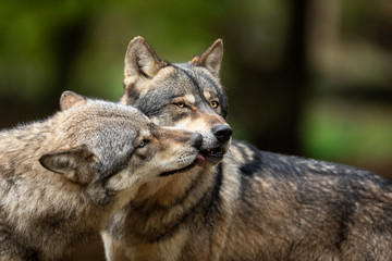 Naklejka na ściany i meble Two Grey wolf happy in the forest