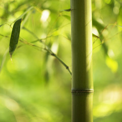 Bamboo park, close-up.