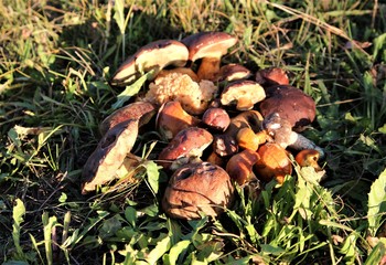 Pilze