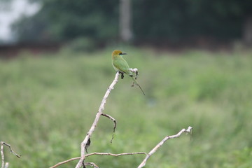 Resting Bird
