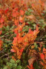 maple leaves in autumn