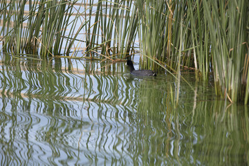 Utah Lake, Sunrise, Wildlife