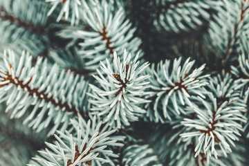 Background a texture furry tree branches for a Christmas card