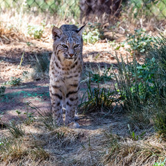 an american bob cat