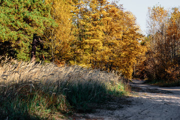 Autumn colors.  Road in the autumn forest.