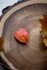 red leaf in the shape of a heart. Valentine's day concept