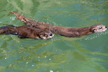 otter an aquatic mammal