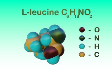 Structural chemical formula and space-filling molecular model of l-leucine, an amino acid used in the biosynthesis of proteins. Medical background. Scientific background. 3d illustration