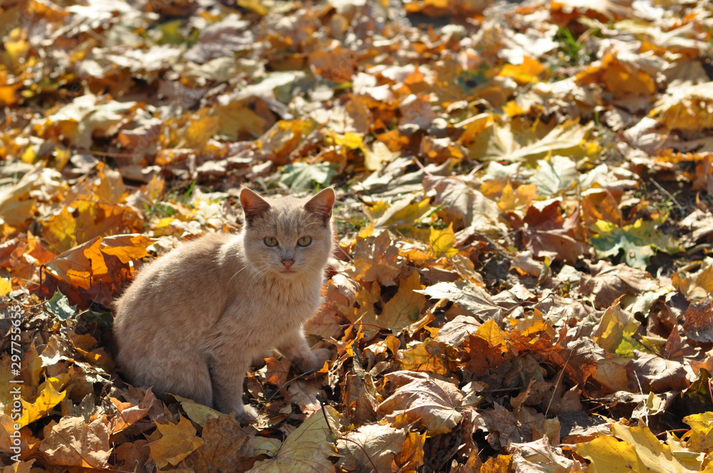 Wall mural a young cat with red fur sits on a carpet of yellow maple leaves in autumn, he looks to merge with t