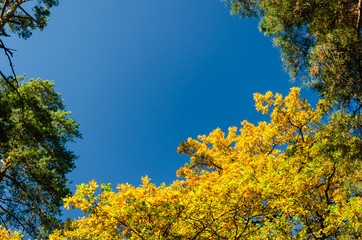 Naklejka premium Autumn trees against a clear blue sky. Yellow oaks and tall green pine trees in the autumn park on a sunny day. Bright fall background